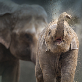 Jahreskarten Gutscheine