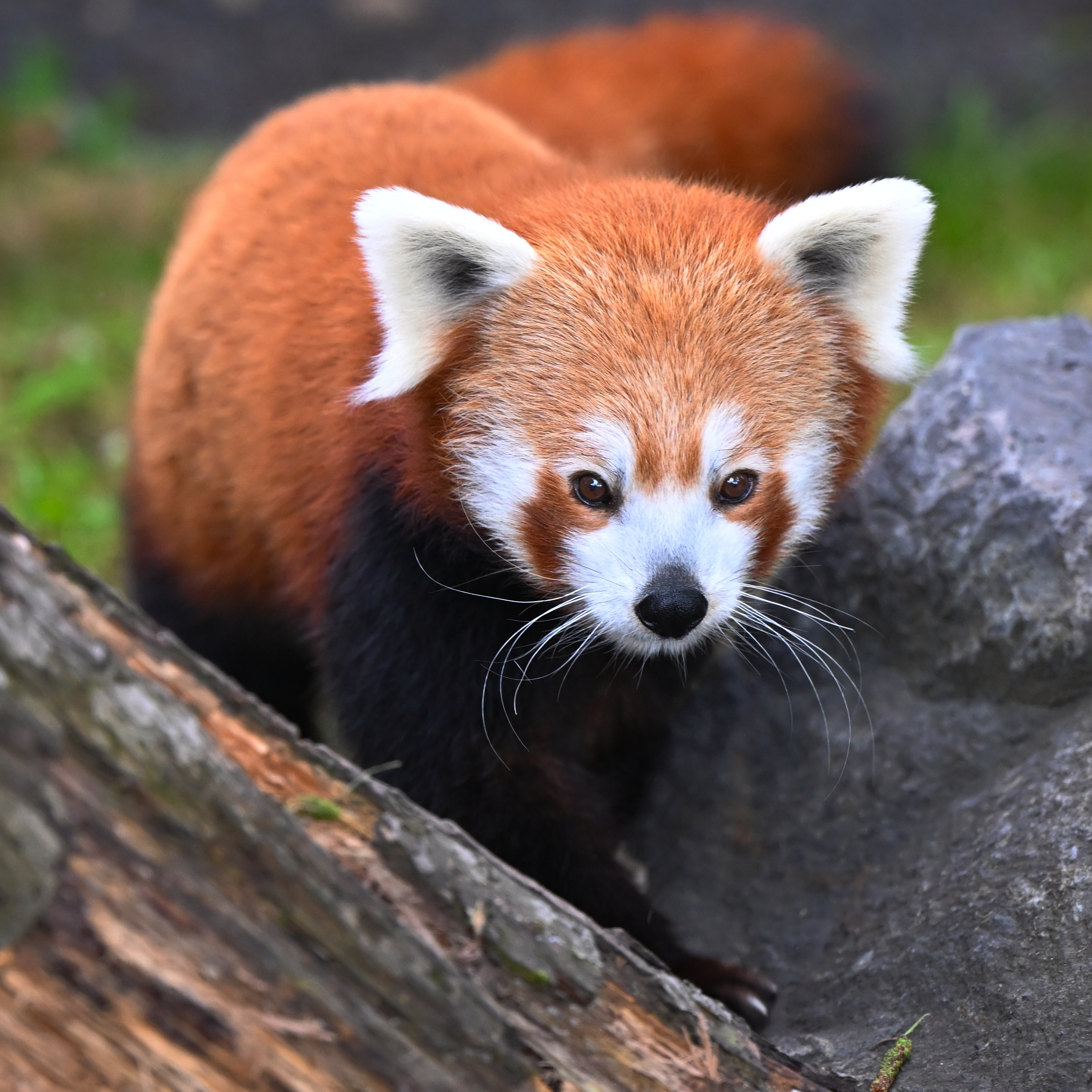 Tageskarten Wertgutscheine