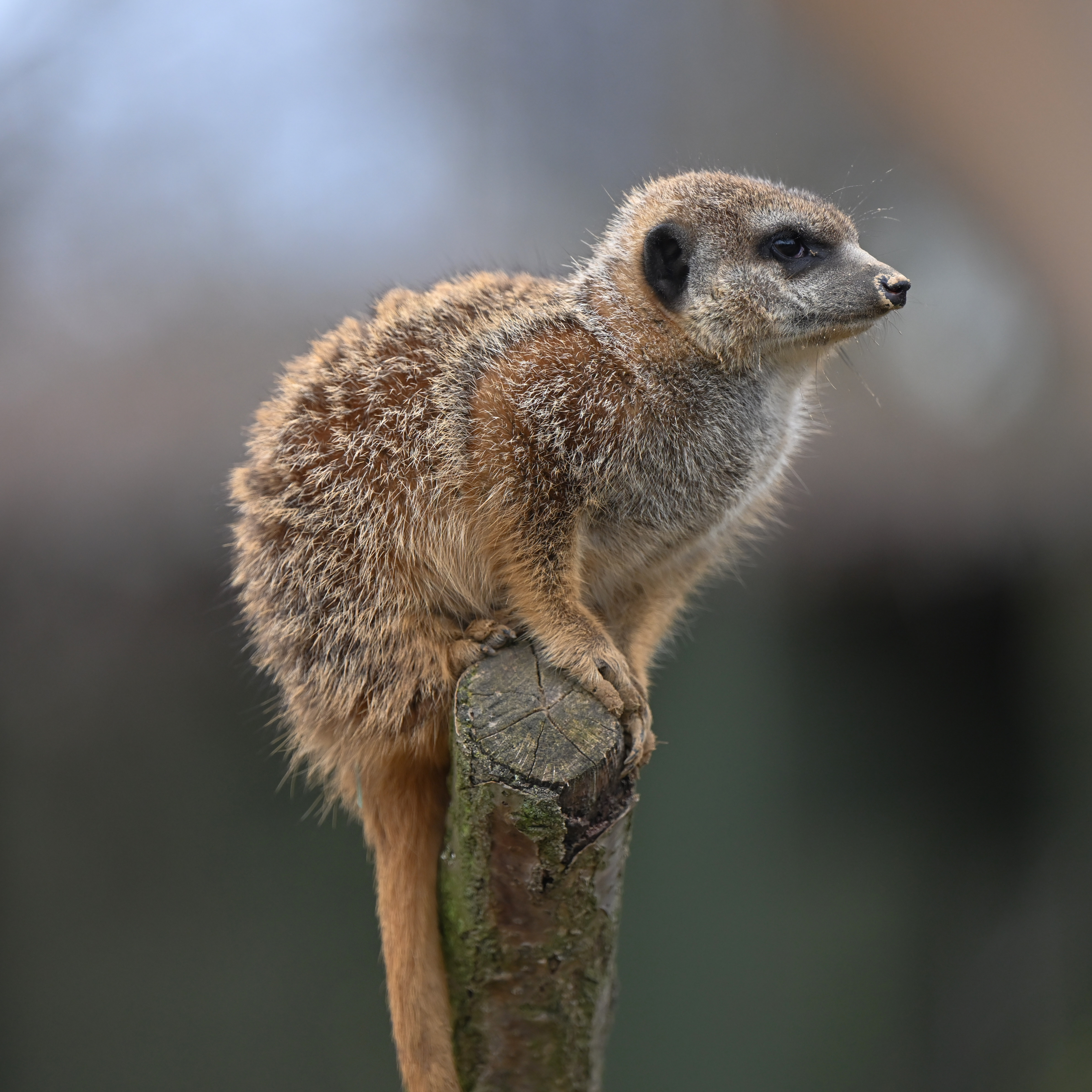 Jahreskarten Einzelpersonen 