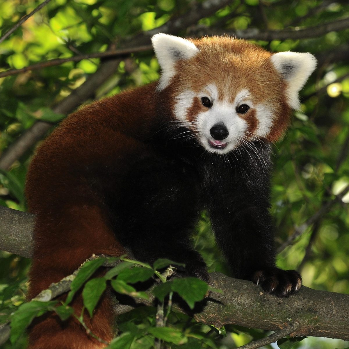 Jahreskarten Einzelpersonen 