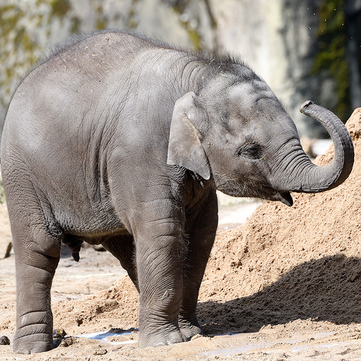 Familienjahreskarte - zusätzliches Kind