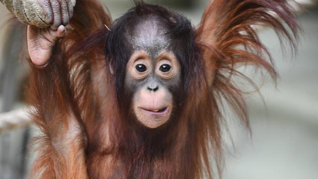 Orang Utan hängt an einem Baum
