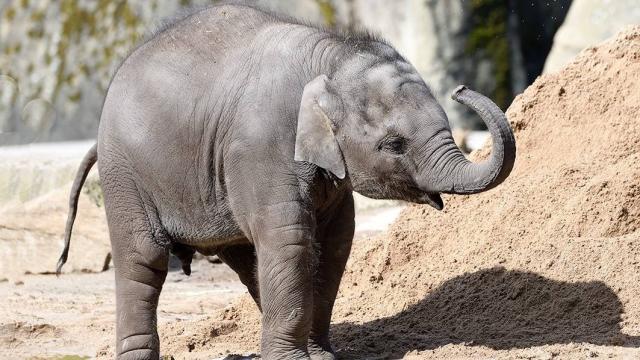 Grauer kleiner Kind-Elefant mit gebogenem Rüssel