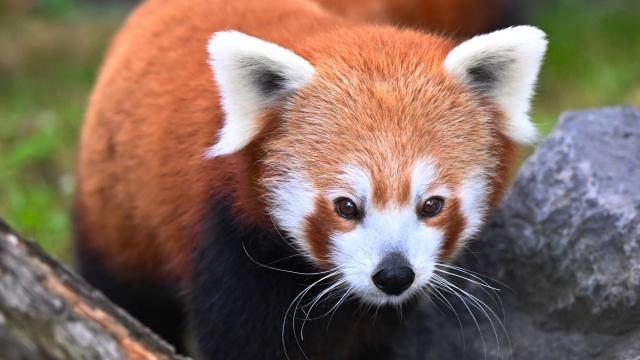 Ein roter Panda auf einem Stein schaut mit dem Gesicht in die Kamera
